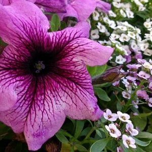 Meet your Posher, Lily